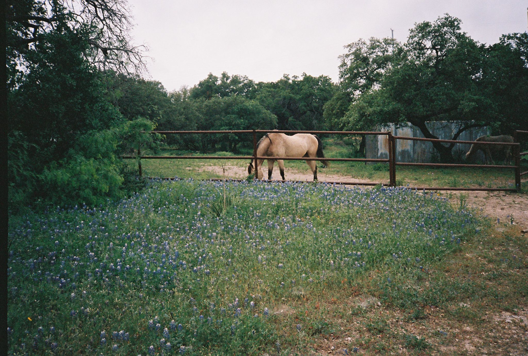 Balcones Springes TX 158
